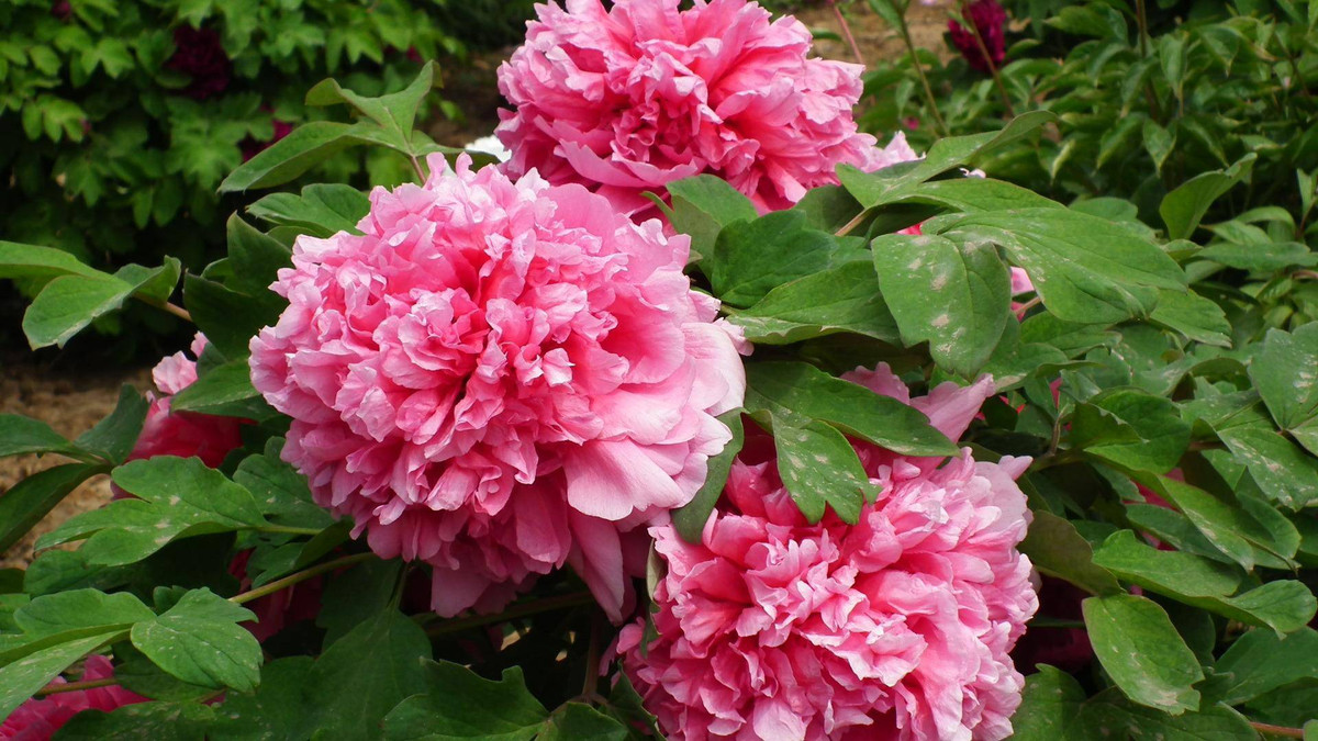 3 con giáp dù khó khăn vẫn tự mình đứng vững - Hình 2 3 con giap du kho khan van tu minh dung vung-Hinh-2