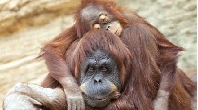 Cach nuoi day con dac biet cua 10 loai dong vat