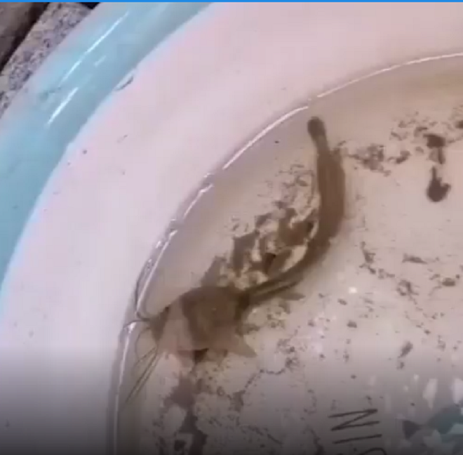 Một năm ròng quên không cho cá ăn và cái kết 'không tưởng' Mot nam rong quen khong cho ca an va cai ket 'khong tuong'