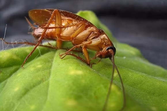 Tai sao nhieu con gian dam len cung khong chet?
