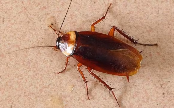 Tai sao nhieu con gian dam len cung khong chet?-Hinh-2