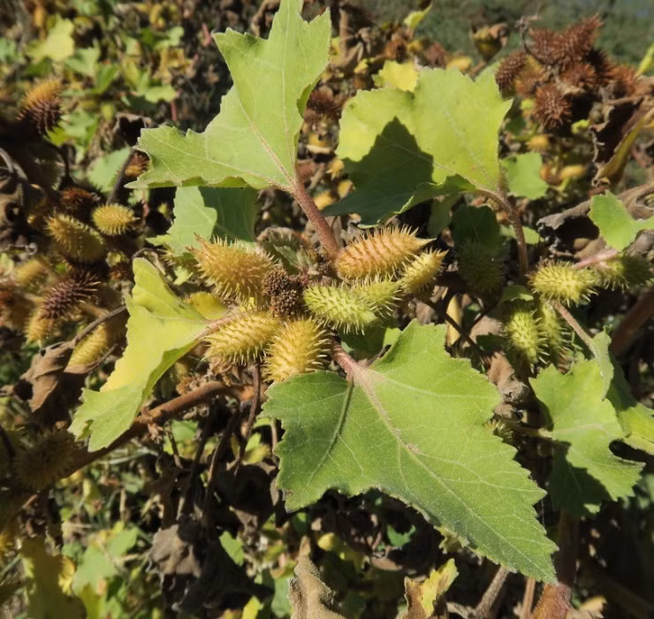 Qua dai Viet Nam sang nuoc ngoai thanh thao duoc gia tren troi-Hinh-3