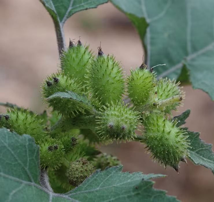 Qua dai Viet Nam sang nuoc ngoai thanh thao duoc gia tren troi-Hinh-8