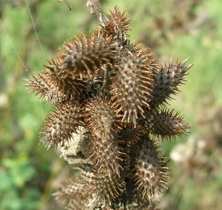 Qua dai Viet Nam sang nuoc ngoai thanh thao duoc gia tren troi-Hinh-6