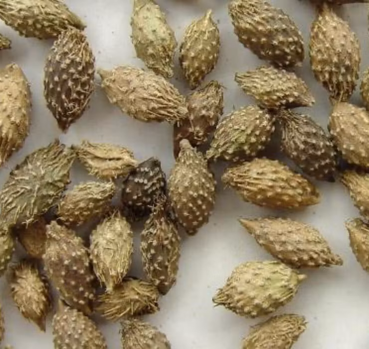 Qua dai Viet Nam sang nuoc ngoai thanh thao duoc gia tren troi-Hinh-15