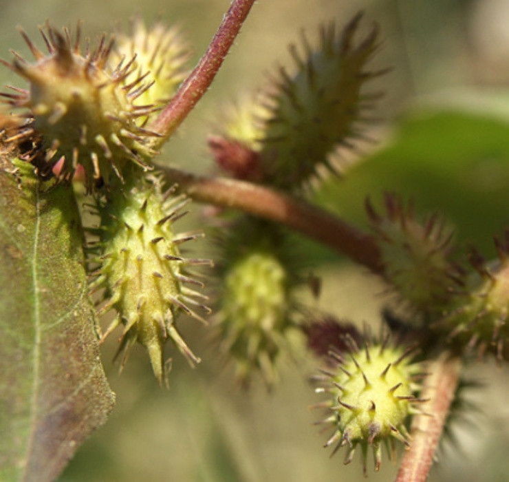 Qua dai Viet Nam sang nuoc ngoai thanh thao duoc gia tren troi-Hinh-4