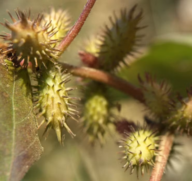 Qua dai Viet Nam sang nuoc ngoai thanh thao duoc gia tren troi-Hinh-4