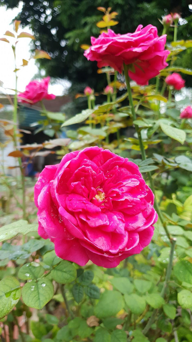 Vat suc di lam nuoi ca nha chong, nuoi luon nhan tinh cua chong