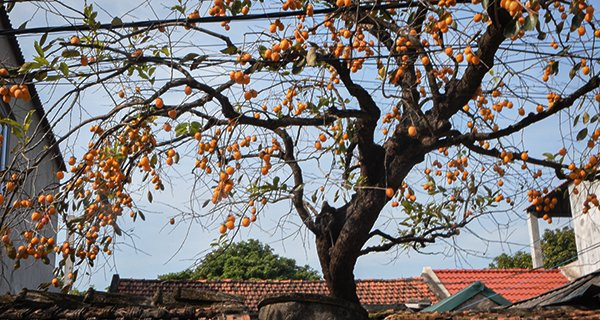 Trước nhà trồng 6 loại cây này, gia đạo ấm êm, tiền về như lũ - Hình 3 Truoc nha trong 6 loai cay nay, gia dao am em, tien ve nhu lu-Hinh-3