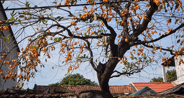 Truoc nha trong 6 loai cay nay, gia dao am em, tien ve nhu lu-Hinh-3