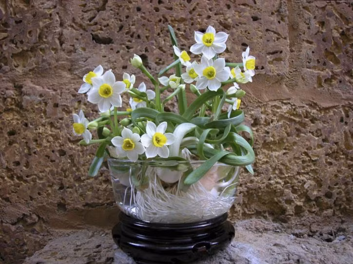 Nguoi xua noi: 5 loai hoa gap du hoa lanh-Hinh-3