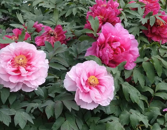 Nguoi xua noi: 5 loai hoa gap du hoa lanh