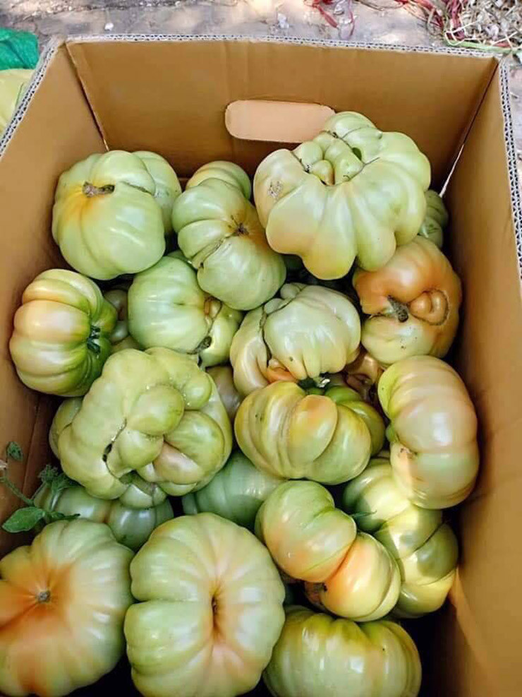 Trên một số trang mạng, cà chua múi được rao với giá 50-60 nghìn/kg