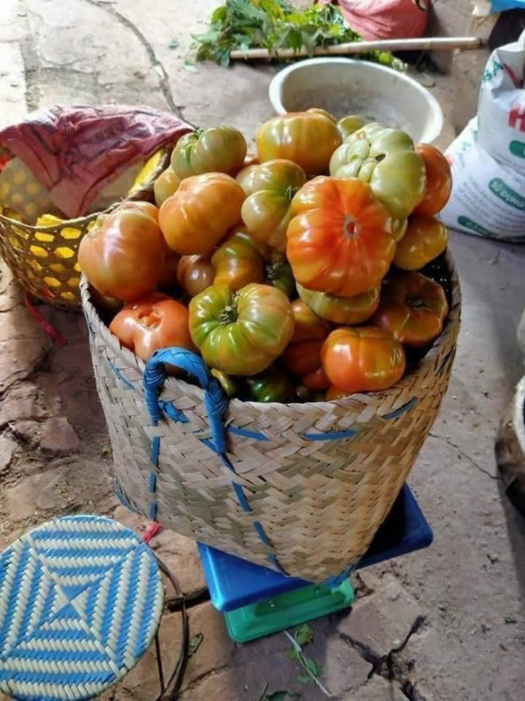 Cà chua cổ này chỉ có ở vùng Yên Châu (Sơn La), truyền từ đời này qua đời khác, đến mùa gieo hạt mỗi nhà trồng 1-2 rẫy để ăn và để bán.