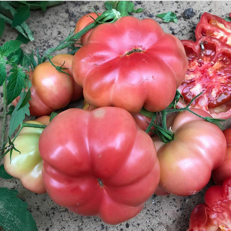 Trồng cà chua múi sau 2 tháng sẽ cho thu hoạch