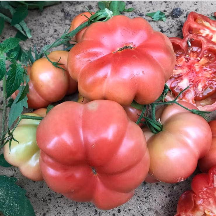 Trồng cà chua múi sau 2 tháng sẽ cho thu hoạch