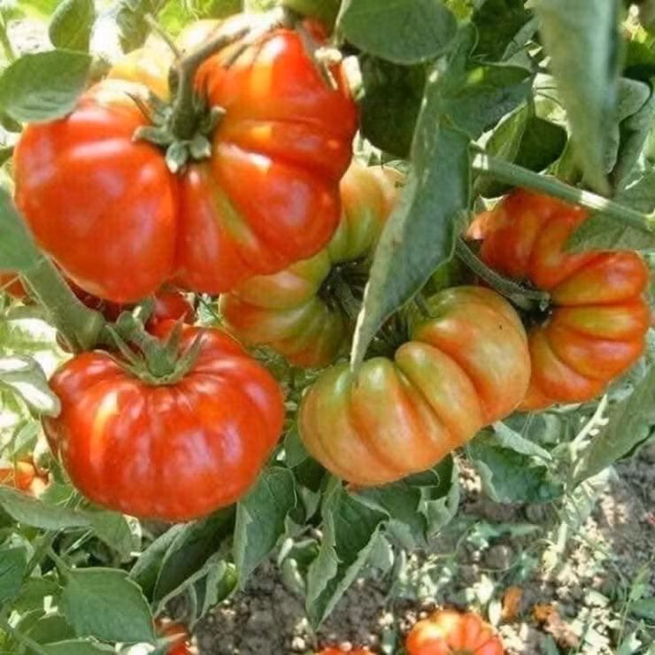 Chị Yên (ở bản Đông Mé, xã Chiềng Đồng) có 4.000m2 vườn trồng cà chua múi. Mỗi vụ trồng cho 3 đợt thu khoảng 9 tấn quả, mang về nguồn thu nhập khá.