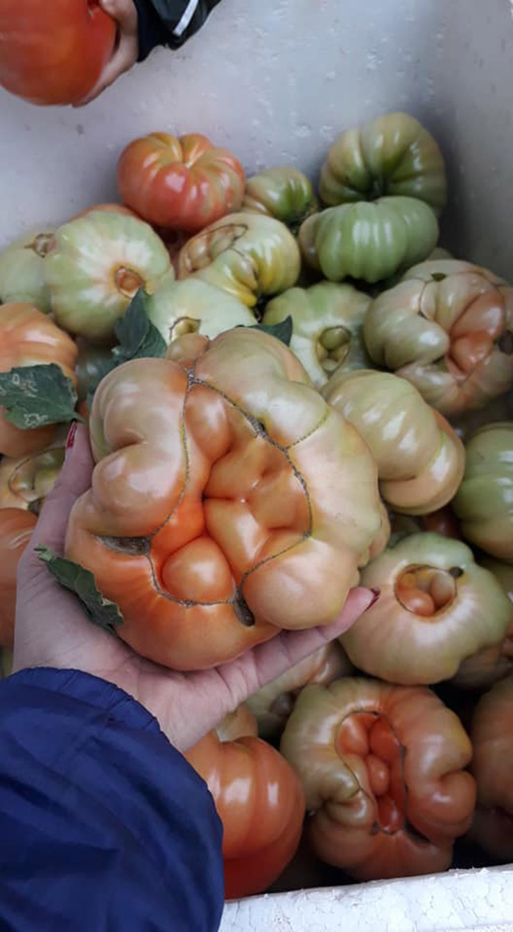 Tuy nhiên, loại quả này được bà con miền cao trồng theo kiểu truyền thống nên năng suất cà không cao, sản lượng có hạn nên giá thành đẩy lên cao, luôn đắt gấp 2 -3 lần cà chua thường