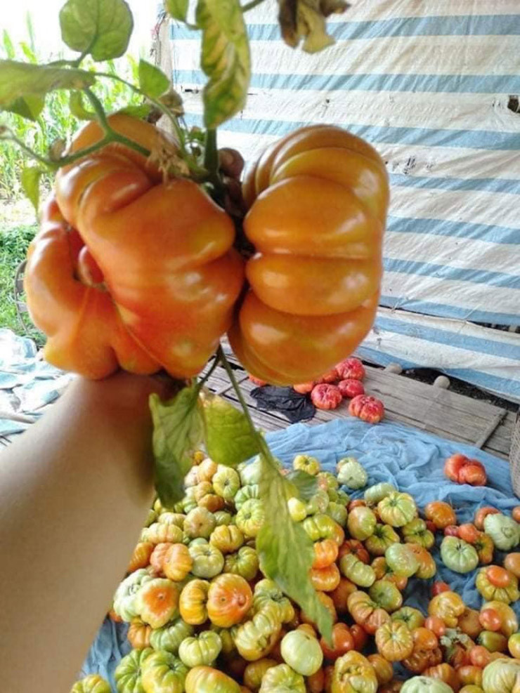 Loại cà chua này không trơn nhẵn mà chia thành từng múi, kích thước không đồng đều