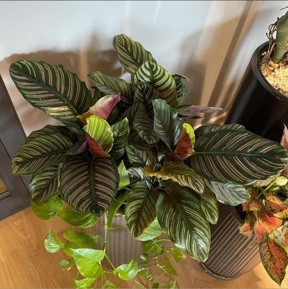 Ben trong penthouse sang chanh cua vo chong MC Thanh Trung-Hinh-2