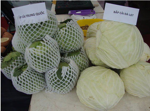 Phân biệt bắp cải Trung Quốc với bắp cải ta - Hình 2 Phan biet bap cai Trung Quoc voi bap cai ta-Hinh-2
