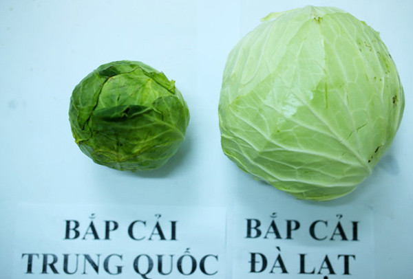 Phân biệt bắp cải Trung Quốc với bắp cải ta Phan biet bap cai Trung Quoc voi bap cai ta