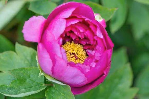 3 con giap co cuoc hon nhan lan dan, lay duoc chong cung kho-Hinh-2