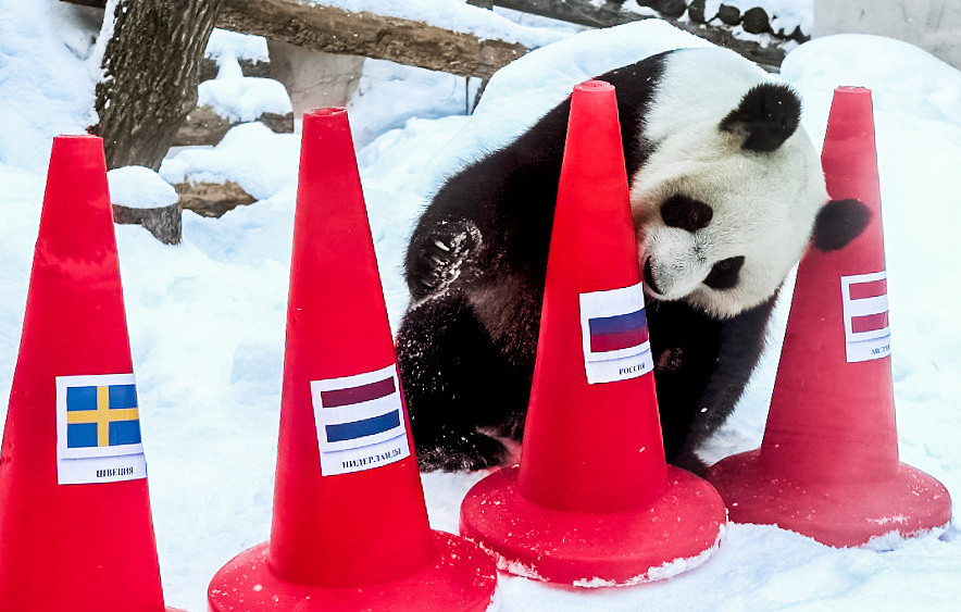 Doi gau truc du doan nha vo dich Olympic Bac Kinh 2022