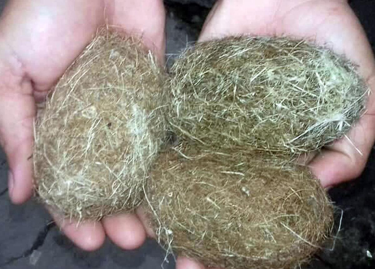 Vật giống cát lợn nặng hơn 1kg được trả giá 500 triệu đồng ảnh 3 Vật giống cát lợn nặng hơn 1kg được trả giá 500 triệu đồng ảnh 3