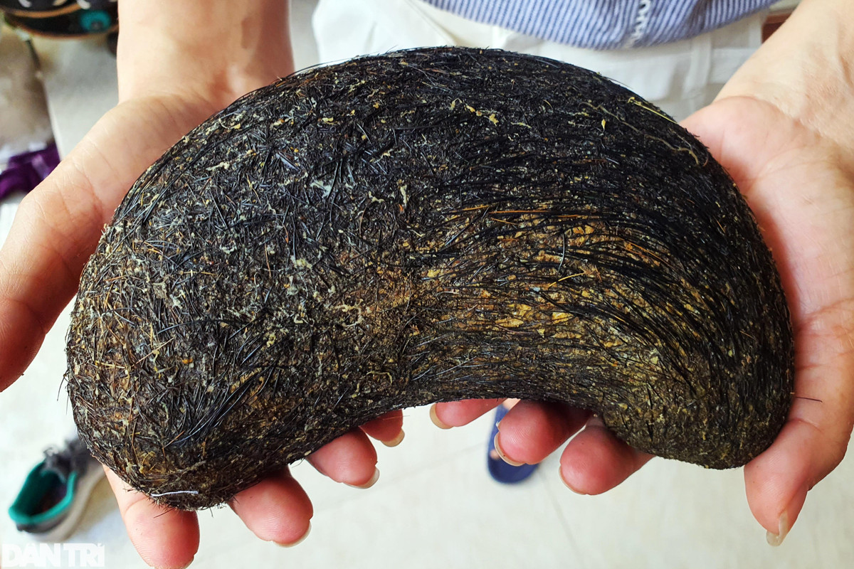 Vật giống cát lợn nặng hơn 1kg được trả giá 500 triệu đồng ảnh 2 Vật giống cát lợn nặng hơn 1kg được trả giá 500 triệu đồng ảnh 2