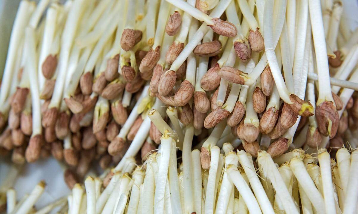 4 loai cu cuc bo duong khi moc mam, vut di chi co tiec hui hui-Hinh-3