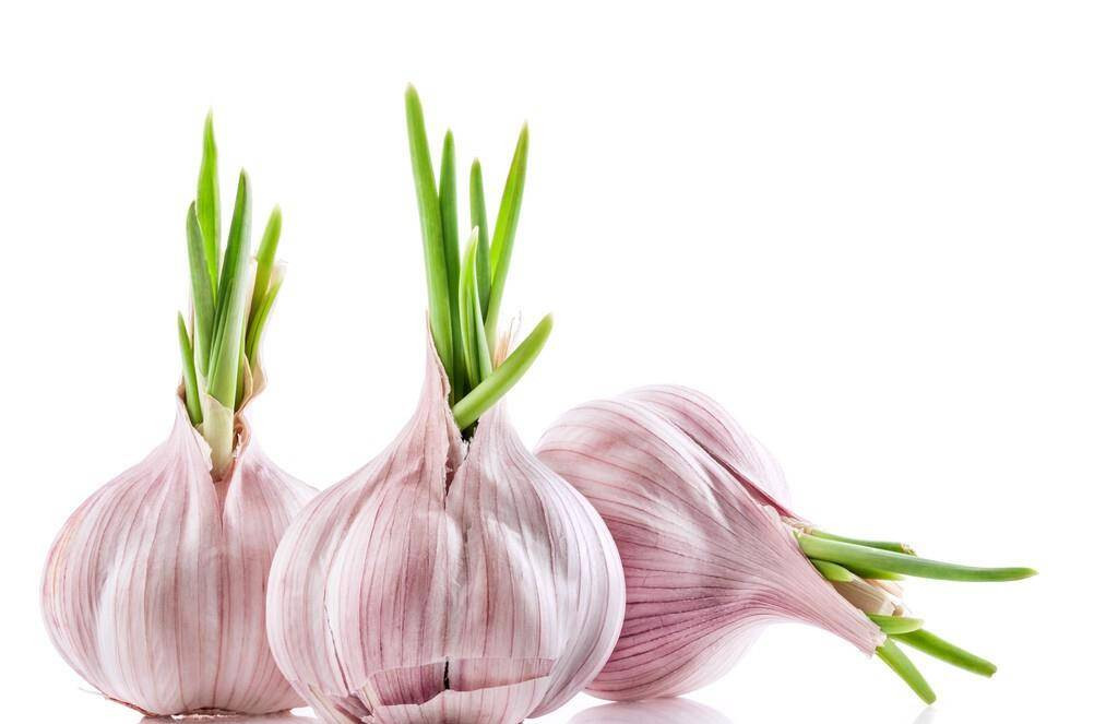 4 loai cu cuc bo duong khi moc mam, vut di chi co tiec hui hui-Hinh-2