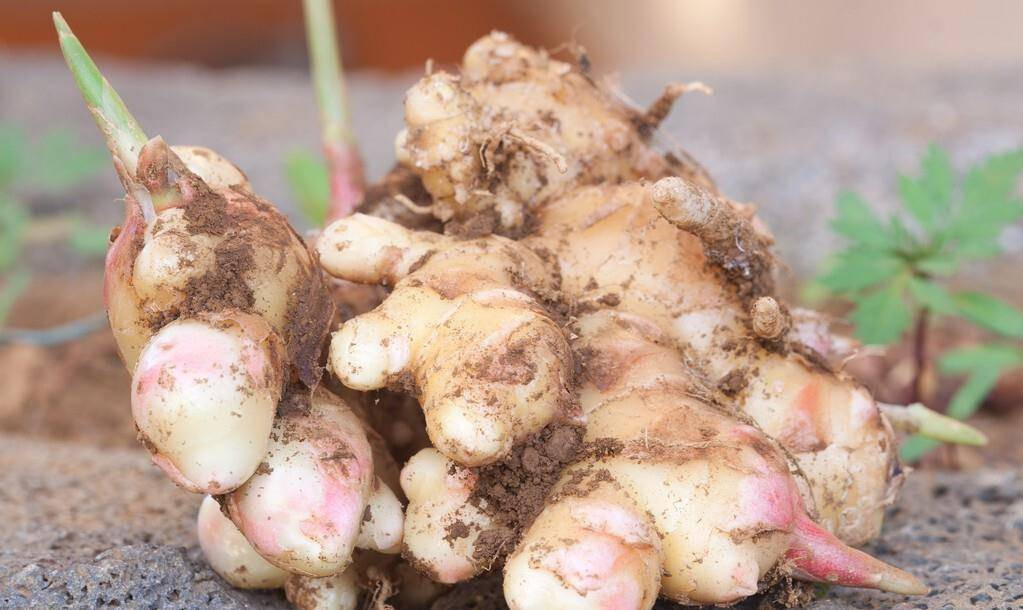 4 loai cu cuc bo duong khi moc mam, vut di chi co tiec hui hui