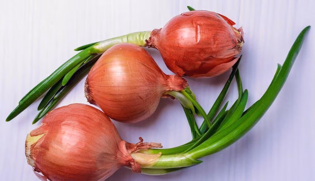 4 loai cu cuc bo duong khi moc mam, vut di chi co tiec hui hui-Hinh-5