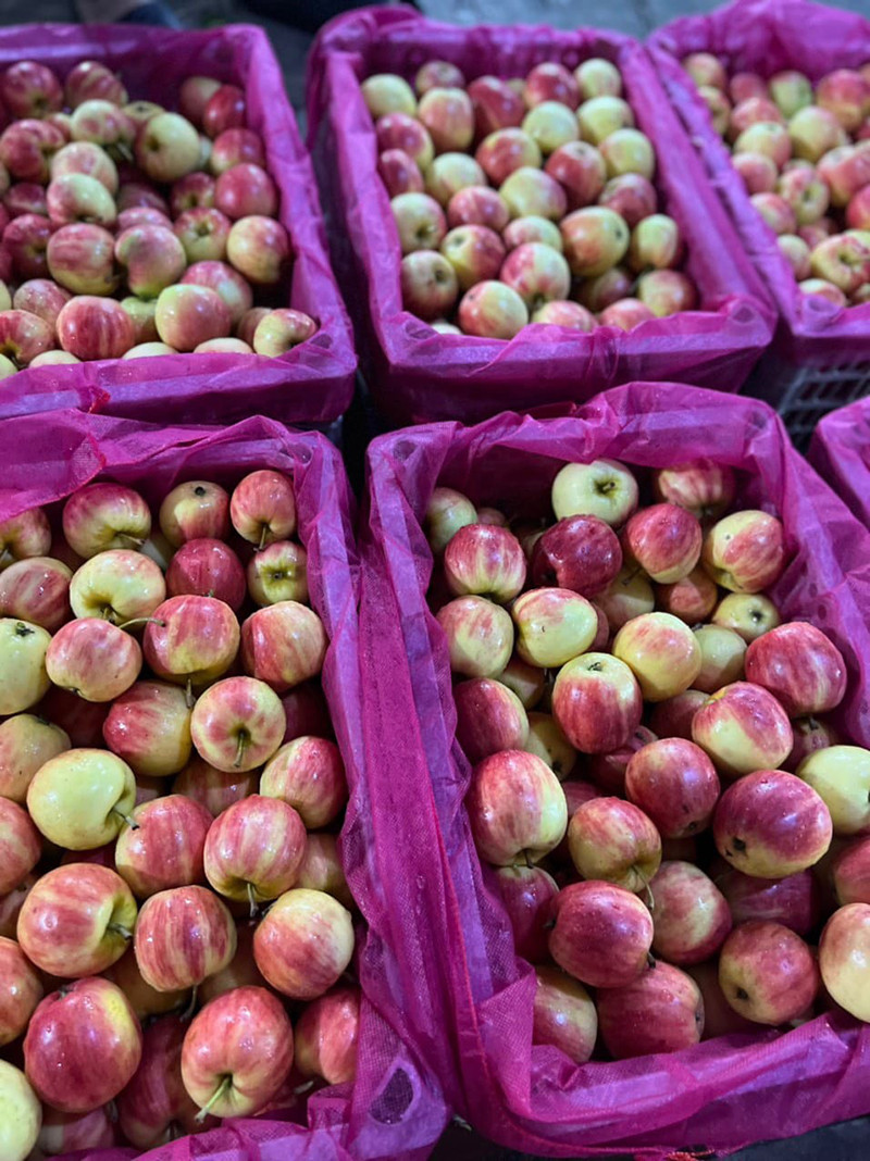 Táo tí hon vừa chua vừa chát, giá siêu rẻ chị em vẫn ồ ạt mua - Hình 2 Tao ti hon vua chua vua chat, gia sieu re chi em van o at mua-Hinh-2