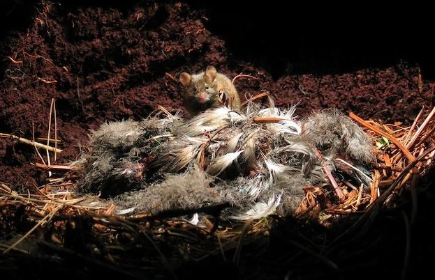 Chuot nha da tien hoa thanh mot loai an thit khat mau tren dao hoang-Hinh-4