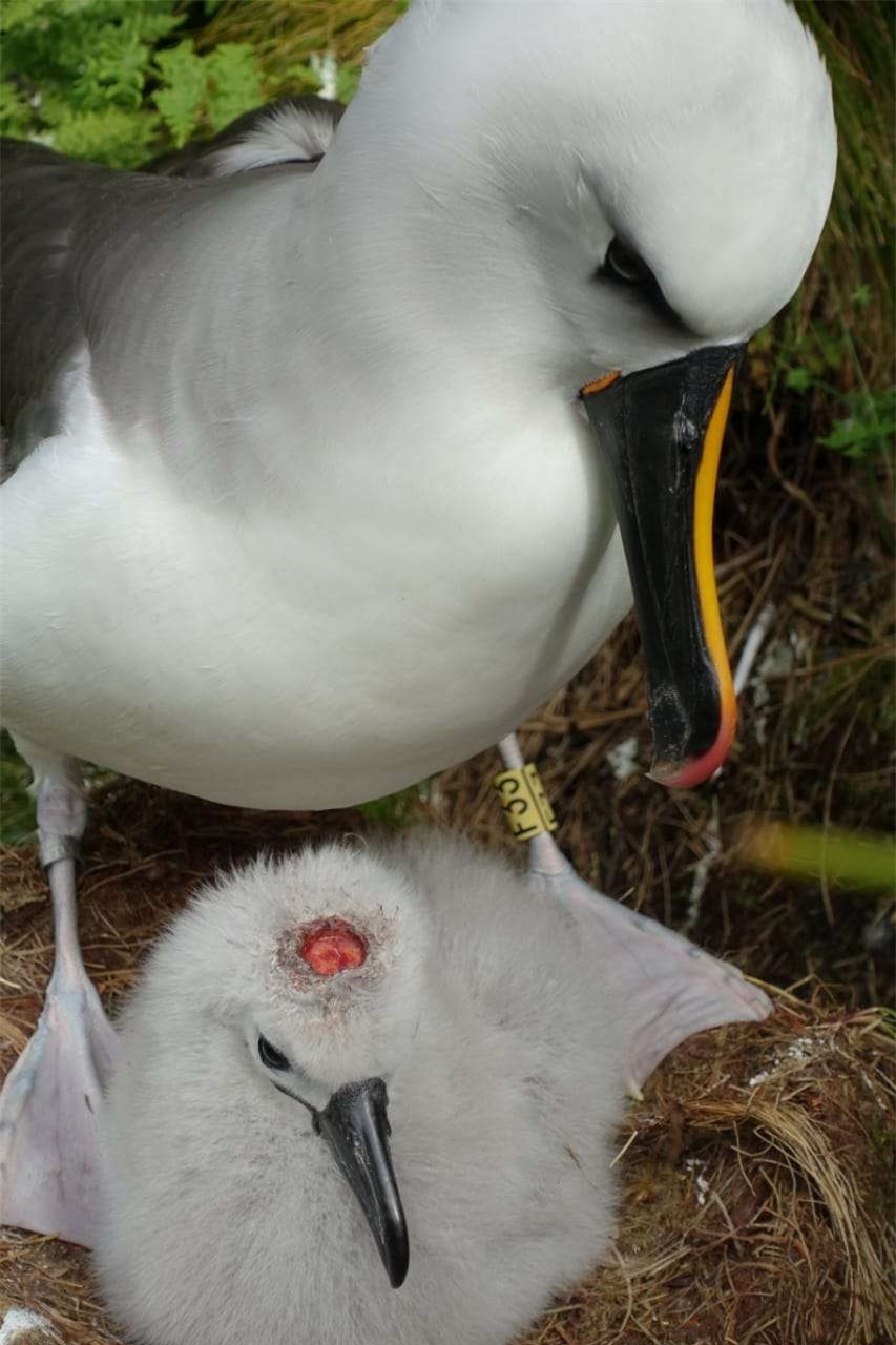 Chuot nha da tien hoa thanh mot loai an thit khat mau tren dao hoang