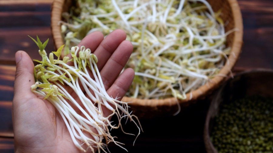 Giá đỗ để lâu hay bị thâm đen, đây là tuyệt chiêu bảo quản - Hình 2 Gia do de lau hay bi tham den, day la tuyet chieu bao quan-Hinh-2