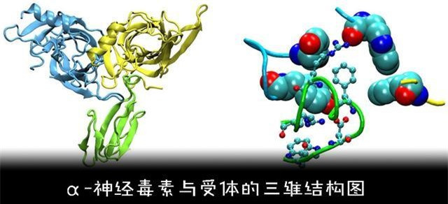 Tại sao con người không tiến hóa để có thể sở hữu nọc độc? ảnh 5