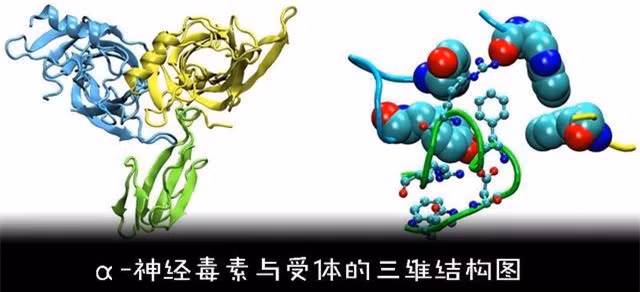 Tại sao con người không tiến hóa để có thể sở hữu nọc độc? ảnh 5