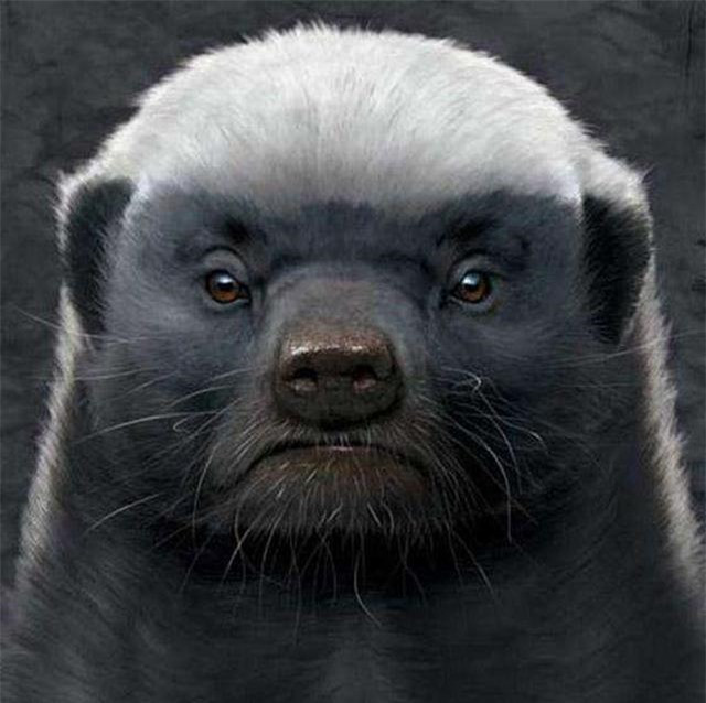 Tại sao con người không tiến hóa để có thể sở hữu nọc độc? ảnh 3