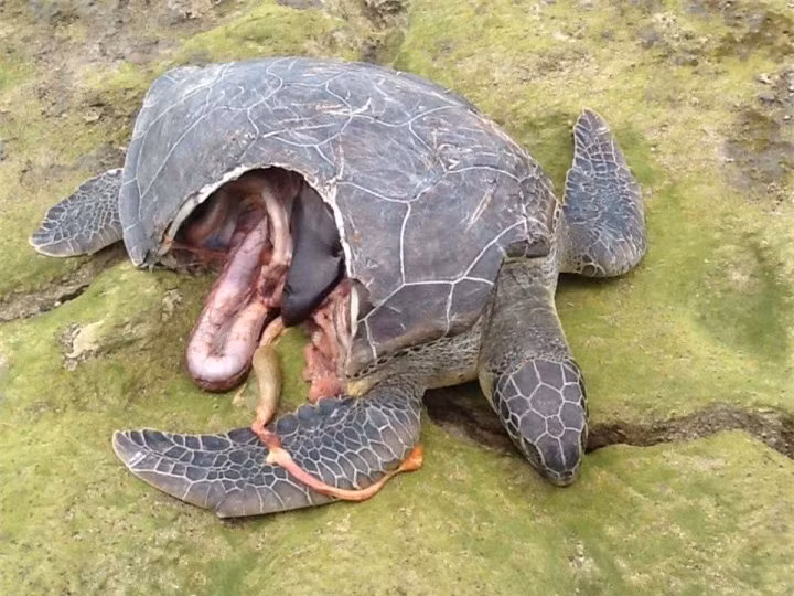 Tại sao con người không tiến hóa để có thể sở hữu nọc độc? ảnh 8