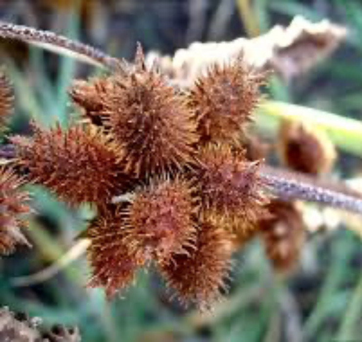 Được biết, chiều cao trung bình của cây khoảng 50 - 80 cm. Chúng thường mọc nhiều tại các bãi đất hoang hoặc gần bờ ruộng.