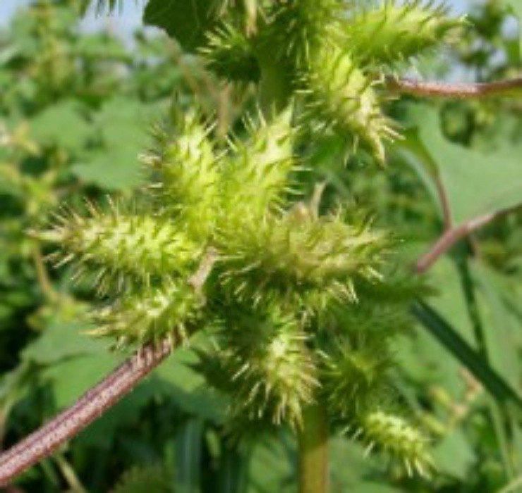 Đây là hoạt chất có tác dụng ức chế hệ thần kinh trung ương, giúp giảm căng thẳng, mệt mỏi và mang lại cho cơ thể một cảm giác nhẹ nhàng, thư thái.