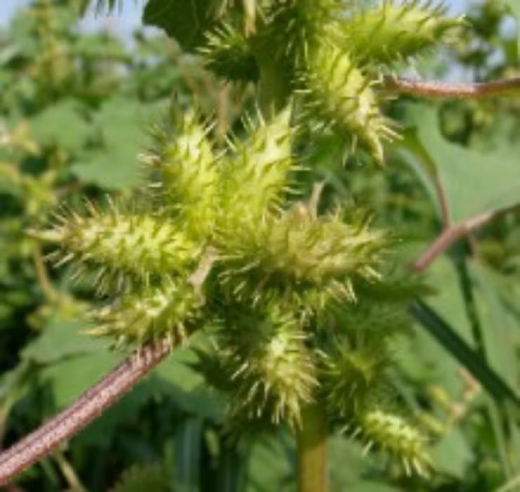 Đây là hoạt chất có tác dụng ức chế hệ thần kinh trung ương, giúp giảm căng thẳng, mệt mỏi và mang lại cho cơ thể một cảm giác nhẹ nhàng, thư thái.