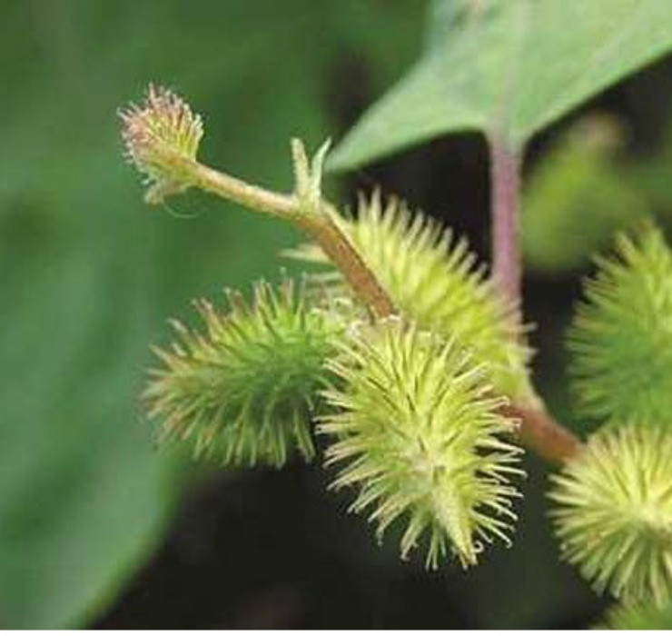 Tuy nhiên trên thực tế, quả của loại cây này lại có tính ứng dụng cao trong y học, giúp hỗ trợ tăng cường thể chất và tinh thần cho người bệnh.