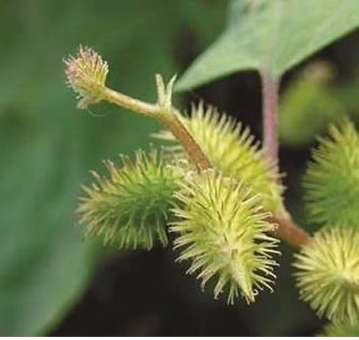 Tuy nhiên trên thực tế, quả của loại cây này lại có tính ứng dụng cao trong y học, giúp hỗ trợ tăng cường thể chất và tinh thần cho người bệnh.