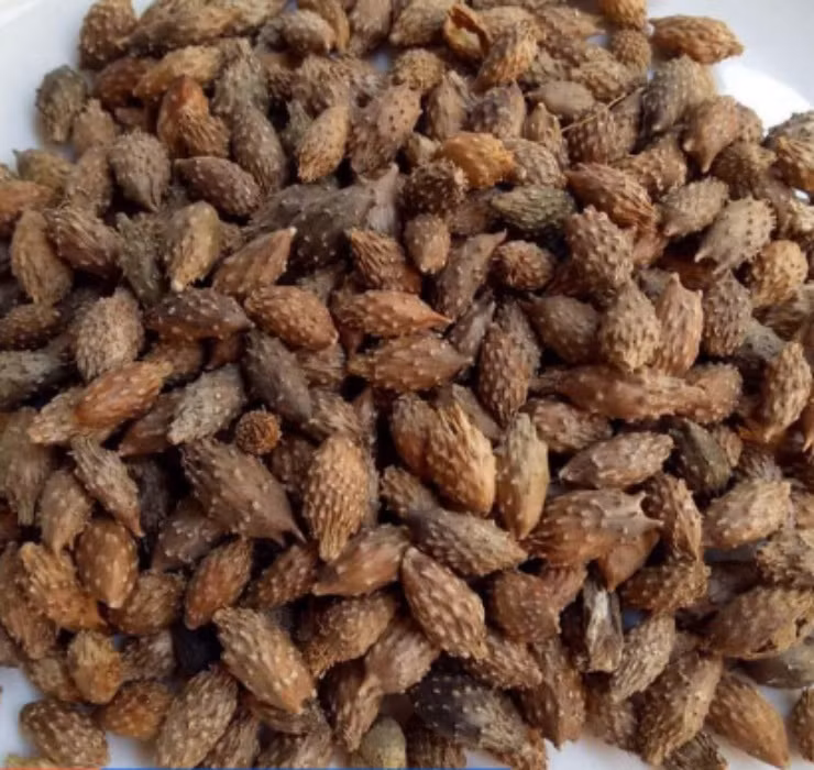 Ở quốc gia đông dân như Trung Quốc, quả ké đầu ngựa đang được “săn lùng” với mức giá không hề rẻ.