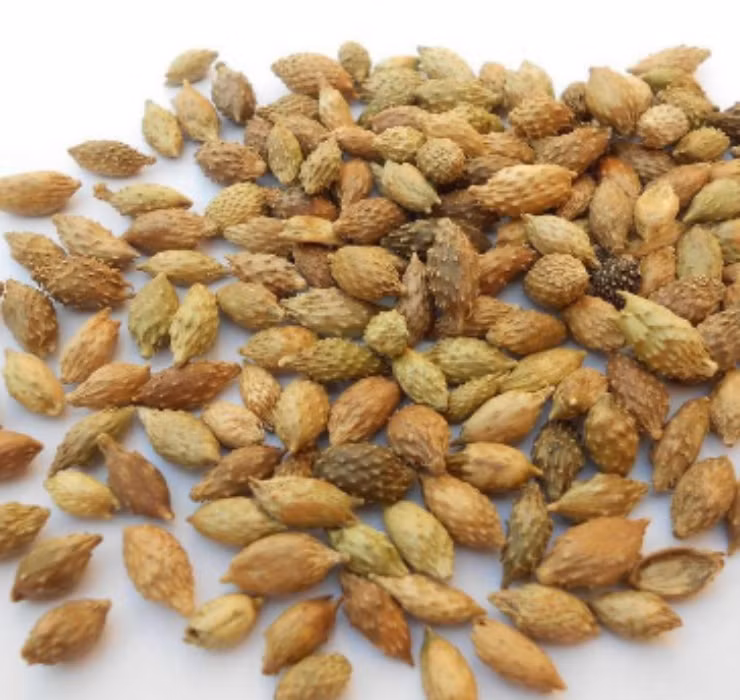 Để bảo quản loại “thần dược” này, sau khi thu hoạch, người ta sẽ sàng lại cho sạch lớp đất cát và phơi khô quả trong khoảng vài ngày để có thể cất trữ lâu dài.