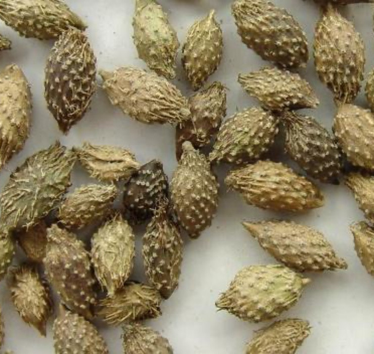 Được biết, sau khi đã được gia công, loại quả này được bán với giá lên tới gần 500 NDT (tương đương 1,6 triệu đồng)/kg.